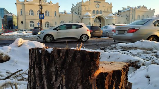 Lublin. Ratusz odpowiada aktywistom. Drzewa da się jeszcze uratować?