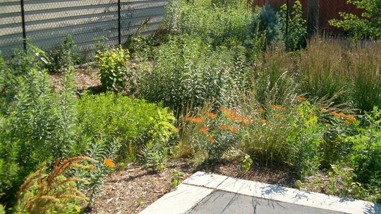 Lublin: Ratusz planuje ogrody deszczowe. Na ich urządzenie przeznaczył 70 tys. zł