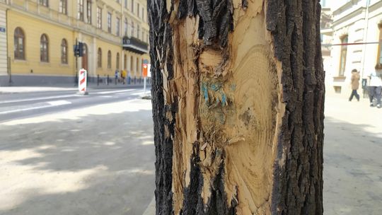 Lublin: Remont Krakowskiego Przedmieścia bez troski o drzewa. Jesion ma obdarty pień
