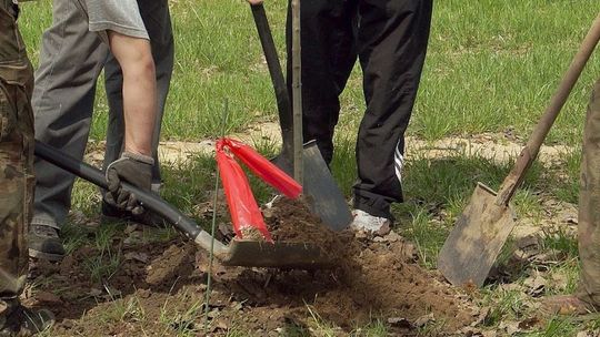 Lublin: Rodzice posadzą drzewa, na każdym będzie tabliczka z imieniem dziecka