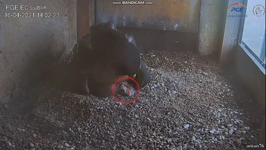 Lublin: Rodzina się powiększa. Pierwszy sokół wykluł się na Wrotkowie [wideo]