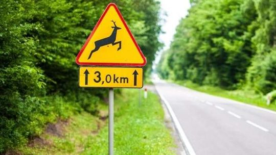 Lublin: Rowerzysta zderzył się z sarną. Trafił do szpitala