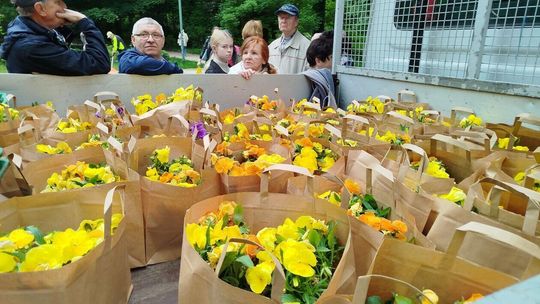 Lublin rozdaje bratki. Mieszkańcy znów będą mogli zabrać kwiaty do domu