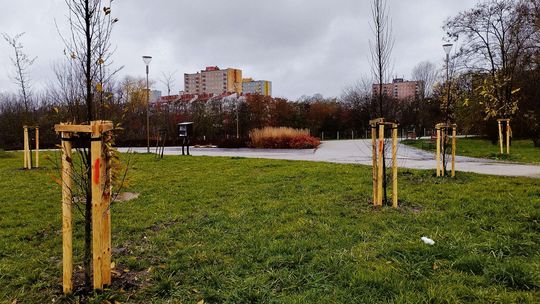 Lublin. Ruszyła operacja wymiany drzew. W tym parku umierają na potęgę