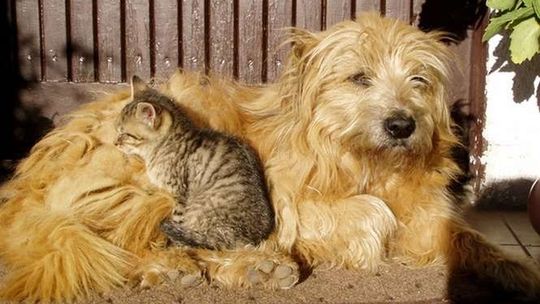 Lublin: Ruszyła sterylizacja, kastracja i znakowanie psów i kotów