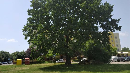 Lublin. Sąsiedzi w obronie starego dębu. Właściciel chce budować blok, miasto zgodziło się na wycinkę