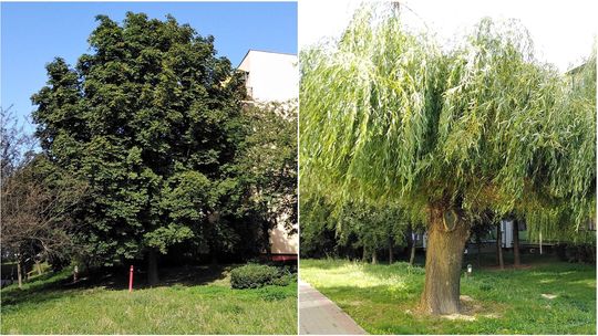 Lublin: Siekierezada zmierza na Czuby. Pod topór mogą pójść 53 drzewa
