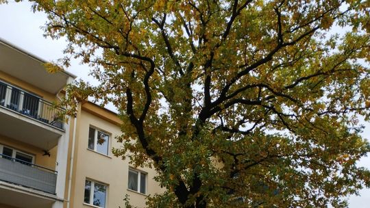 Lublin. Spółdzielnia chce wyciąć 18-metrowy dąb. Jest decyzja urzędu