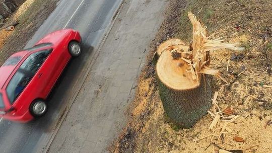 Lublin: Spółdzielnie chcą wycinać drzewa