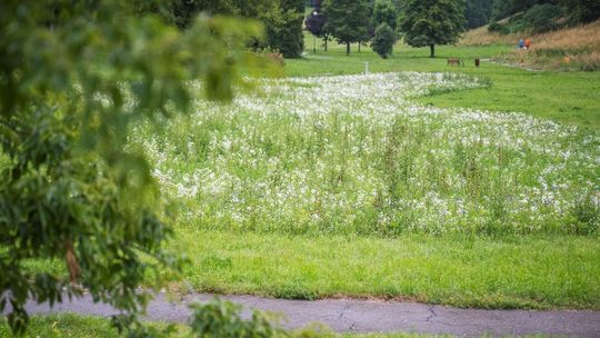 Lublin stawia na łąki kwietne i rzadsze koszenie