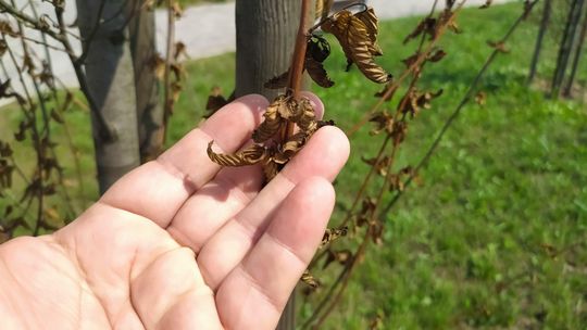 Lublin: Szeleszczą zamiast szumieć. Część drzew w parku przy Zawilcowej znowu uschła