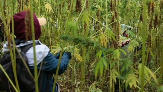 Lublin. Szykowaliście się dziś na konopne żniwa przy Jantarowej? Mamy złe wiadomości