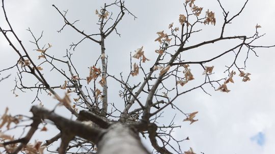 Lublin. Trochę lipa z tymi lipami. Usychają drzewa w betonowych donicach