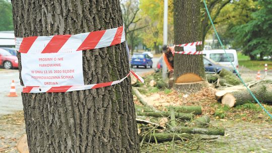 Lublin: Tutaj wytną drzewa, tam posadzą