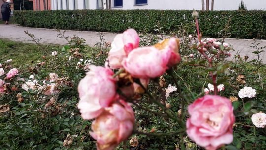 Lublin: Tysiące róż, dziesiątki grusz. Miejscy urzędnicy obiecują więcej zieleni