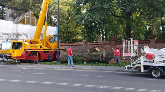 Lublin. Ubywa starych drzew na cmentarzu