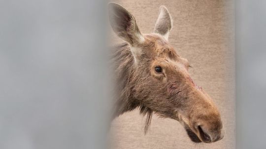 Lublin: Uratowany łoś trafił z powrotem do lasu