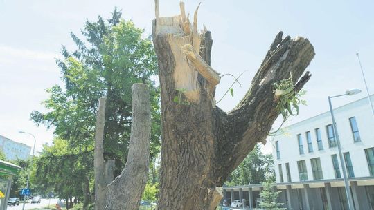 Lublin: Urzędnicy zlecili wycinkę drzew, bo miały "naruszoną statykę"