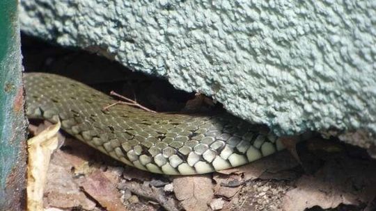 Lublin: Wąż wystraszył ludzi. Nie udało się go złapać