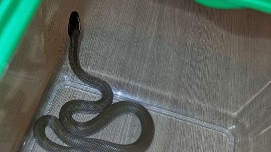 Lublin. Wąż zaskoczył go, kiedy siedział na toalecie