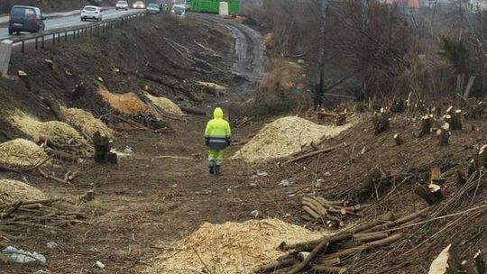 Lublin: Wielka wycinka wciąż trwa (zdjęcia)