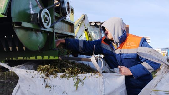 Lublin. Wielu na to czekało. Zaczęły się konopne żniwa na blokowisku przy Jantarowej