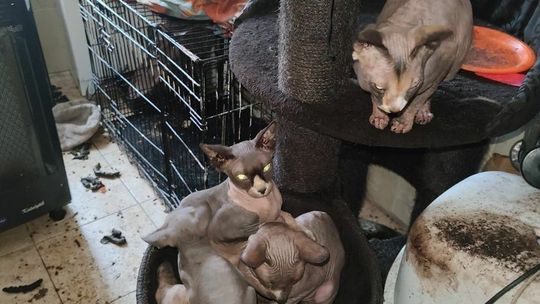 Lublin. Właścicielka sfinksów poszukiwana przez policję. Dlaczego kobieta grozi obrońcom zwierząt? 