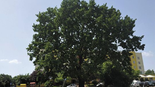 Lublin. Wycięli duży dąb. Mieli posadzić nowe drzewa, ale nadal ich nie ma