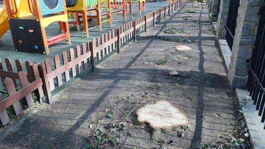 Lublin: Wycięto 11 drzew koło przedszkola św. Franciszka. "Zagrażały bezpieczeństwu"