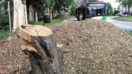 Lublin: Wycinają drzewa pod pętle autobusowe. Zamiast liści zaszumią silniki