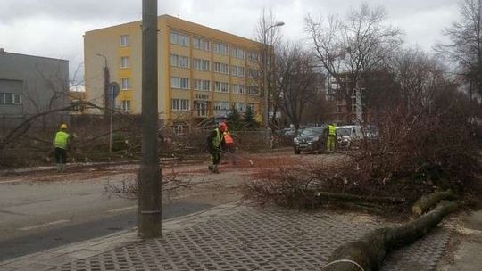 Lublin: Wycinka drzew w okresie lęgowym? Ratusz: wszystko w porządku