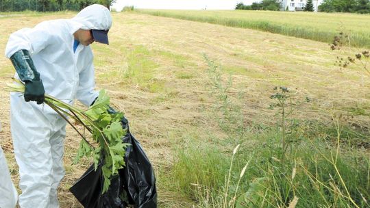 Lublin. Wystarczy przejść obok takiej rośliny, żeby się poparzyć