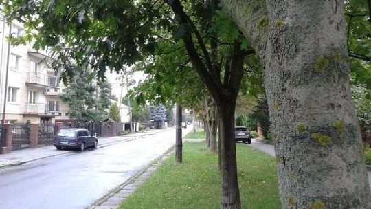 Lublin: Wytną drzewa, żeby było miejsce dla parkujących samochodów