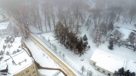 Lublin: Wytną drzewa, żeby zbudować nowe osiedle. Ekolodzy w obronie chronionych ptaków