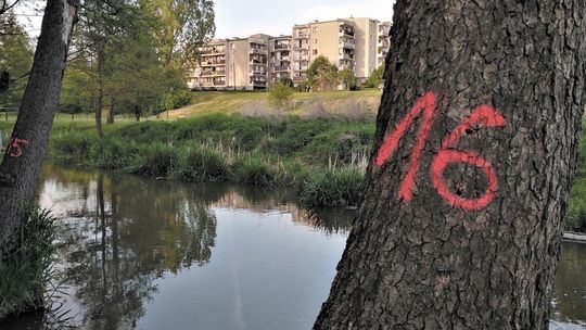 Lublin: Wytną ponad 100 drzew nad Bystrzycą? Trwają wizje lokalne