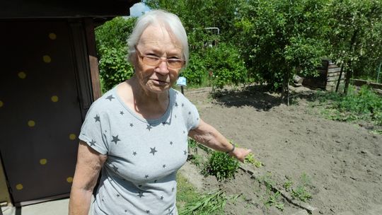 Lublin: Wyżerka dzików, rozpacz działkowców. "Dziki nas terroryzują"