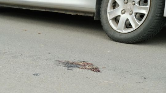 Lublin: Żabi dramat na ul. Janowskiej. Chcą się dostać do wody i giną pod kołami samochodów