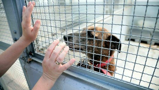 Lublin: Zajrzyj do schroniska. Może znajdziesz przyjaciela