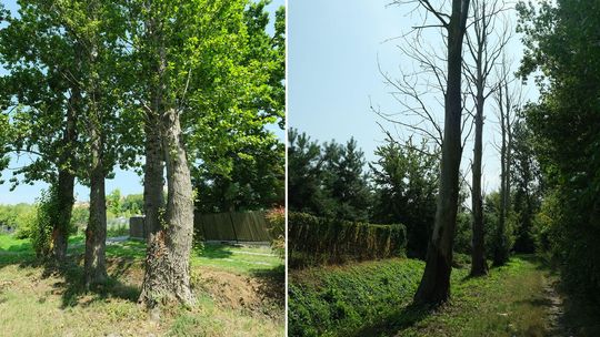 Lublin: Zdrowe drzewa zostaną ścięte, martwe nie 
