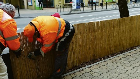 Lublin. Żeby krzewy dotrwały do wiosny...
