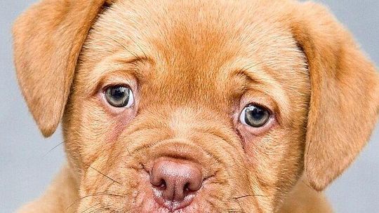 Lublin. Złapał szczeniaczka, uderzył o framugę, skakał po Koksie