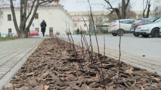 Lublin: Żywopłot na pl. Kaczyńskiego ma pomóc pieszym i zniechęcić kierowców