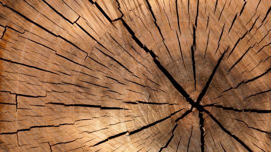 Lublinowi przybyło pomników przyrody