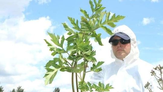 Lubycza Królewska: Barszcz sosnowskiego zarasta gminę