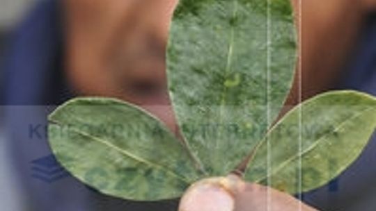 Luca Rastello \"Przemytnik doskonały. Jak transportować tony kokainy i żyć szczęśliwie\"