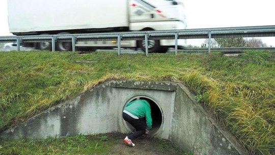 Ludzie jak żaby: przepustami pod obwodnicą. Co na to drogowcy?