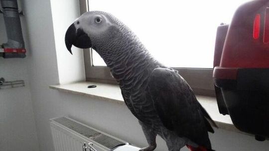 Ludzie je uwielbiają, ale w niewoli przeżywa ich mniej niż połowa. Wyjątkowa papuga wykryta na granicy