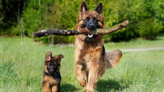 Ludzie nie sprzątają po psach. „Lublin to istne pole minowe”