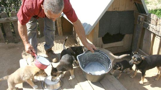 Ludzie wyjeżdżają na wakacje, psy porzucają na ulicach