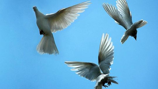 Łuków: Martwe ptaki wisiały na drzewach 